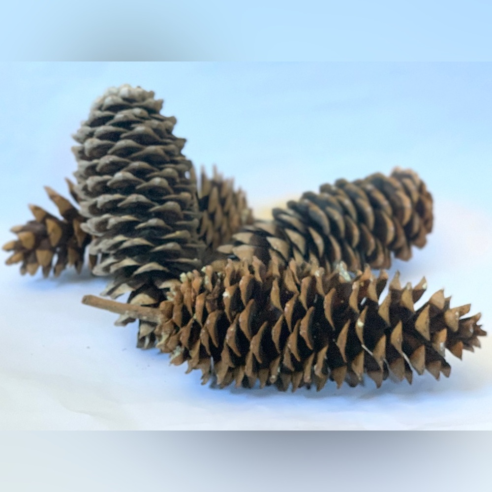 2 Gigantic pinecones! Sugar pine cones XXL HUGE MASSIVE Very large ~ 10 inches - Picture 5 of 9